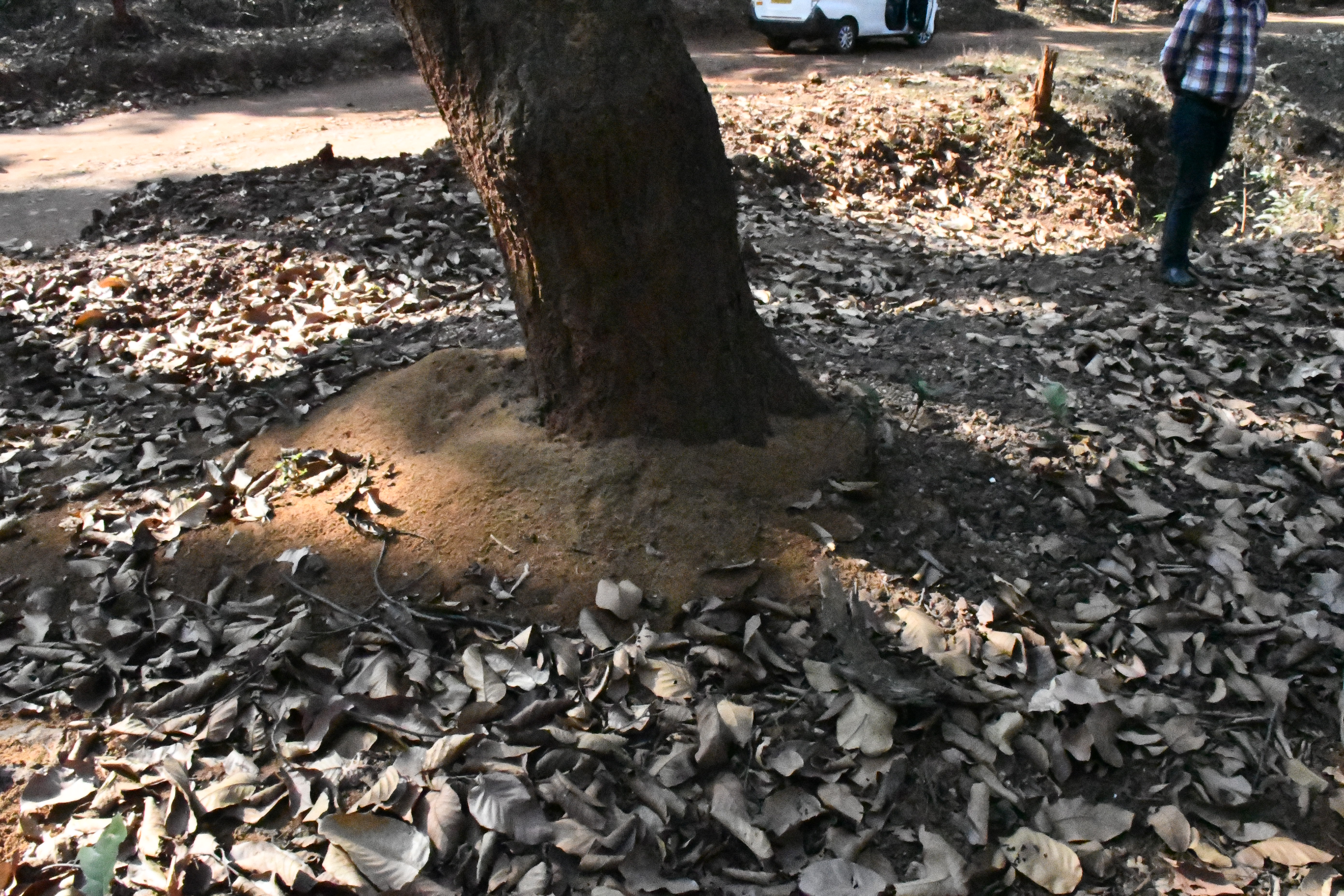 Affected sal tree
