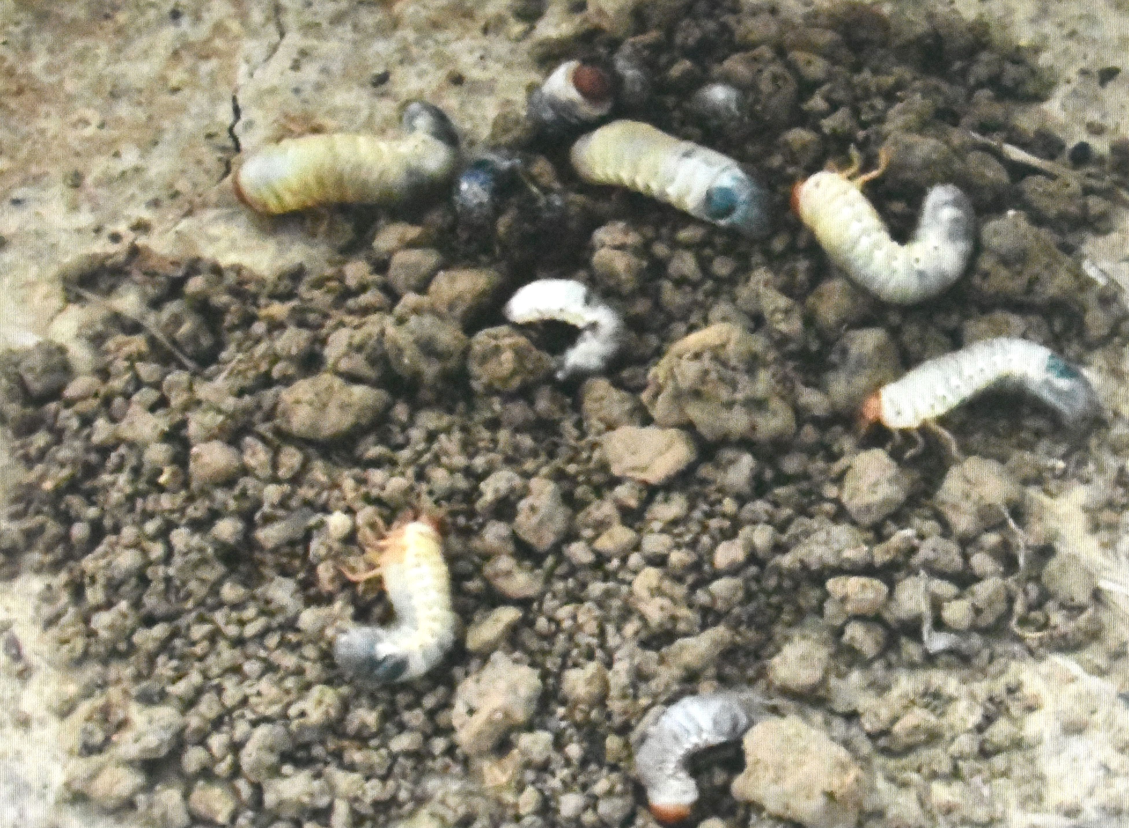 White grub