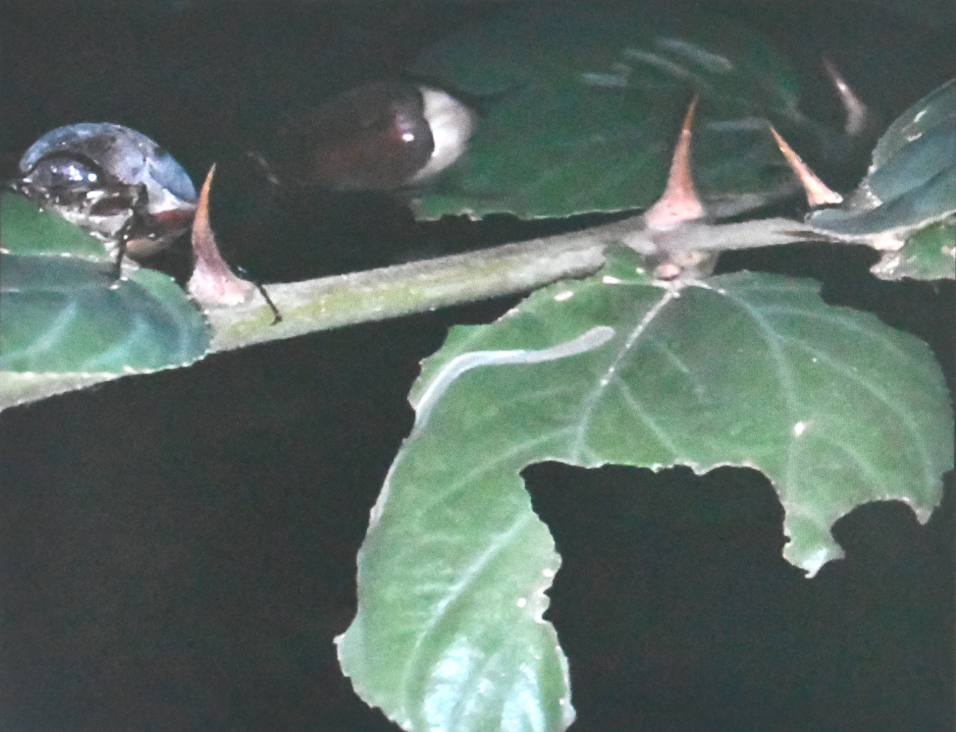 White grub beetle