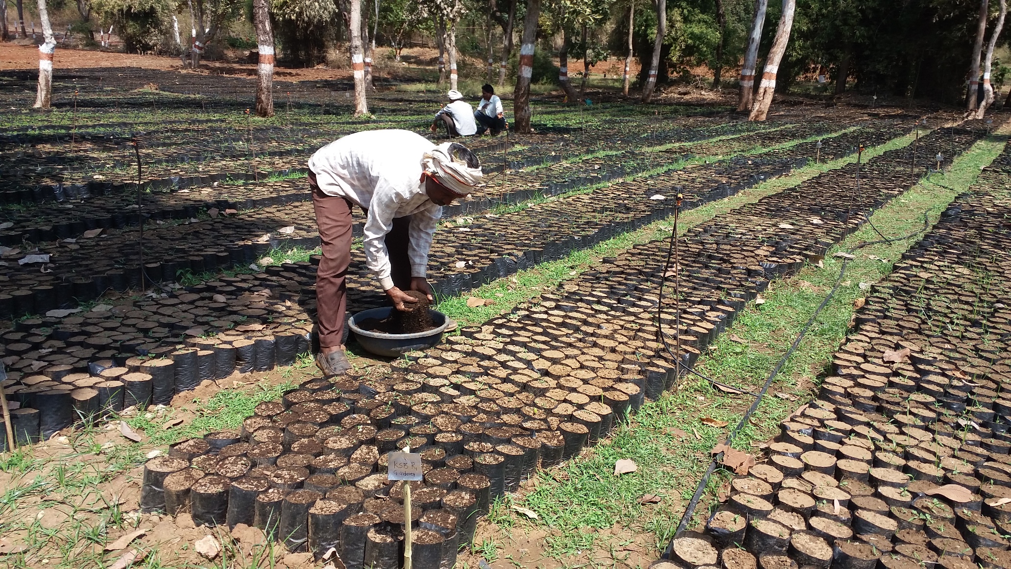 Biofertilizer