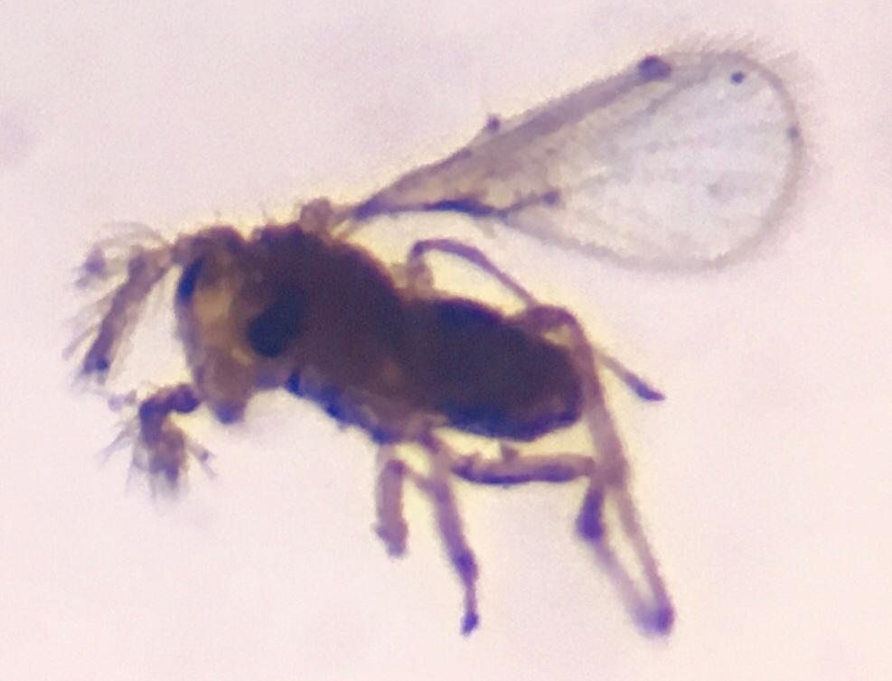 Trichogramma