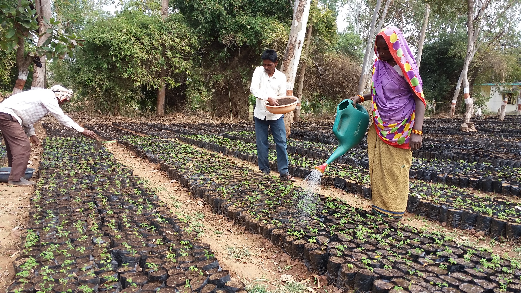 Biofertilizer
