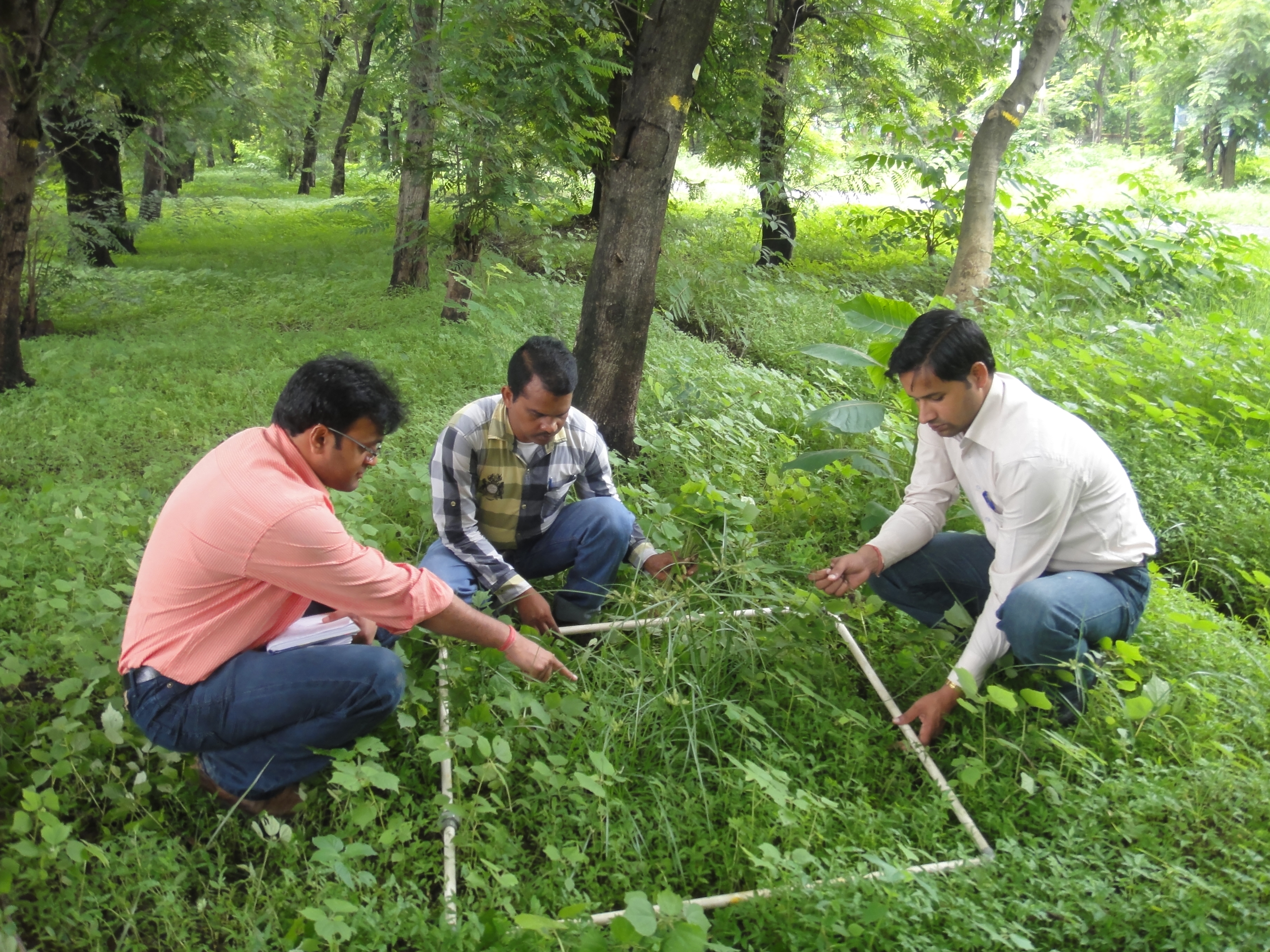 Collection of herbaceous data in natural forests