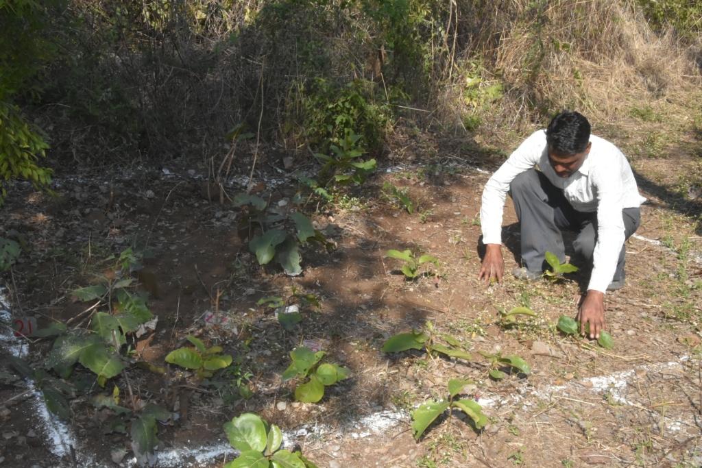 Studying regeneration status of tendu in Maharahtra