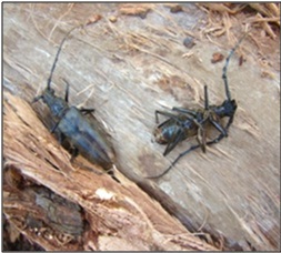 Sal borer beetle