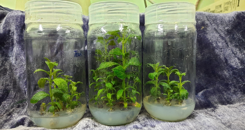 In vitro propagation of Teak