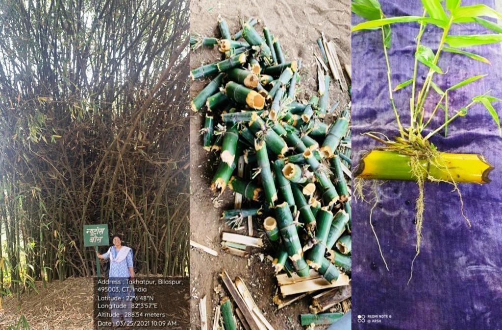 Selection of superior Bamboo clumps, collection of shoot cuttings and their propagation