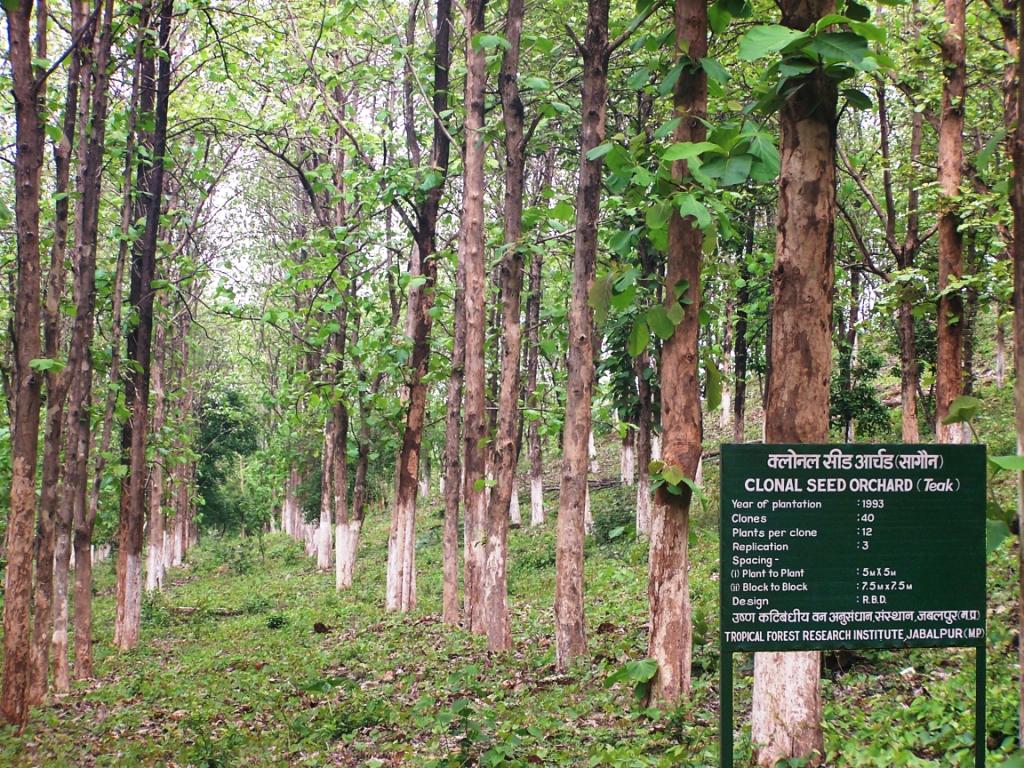 Clonal Seed Orchard of Tectona grandis
