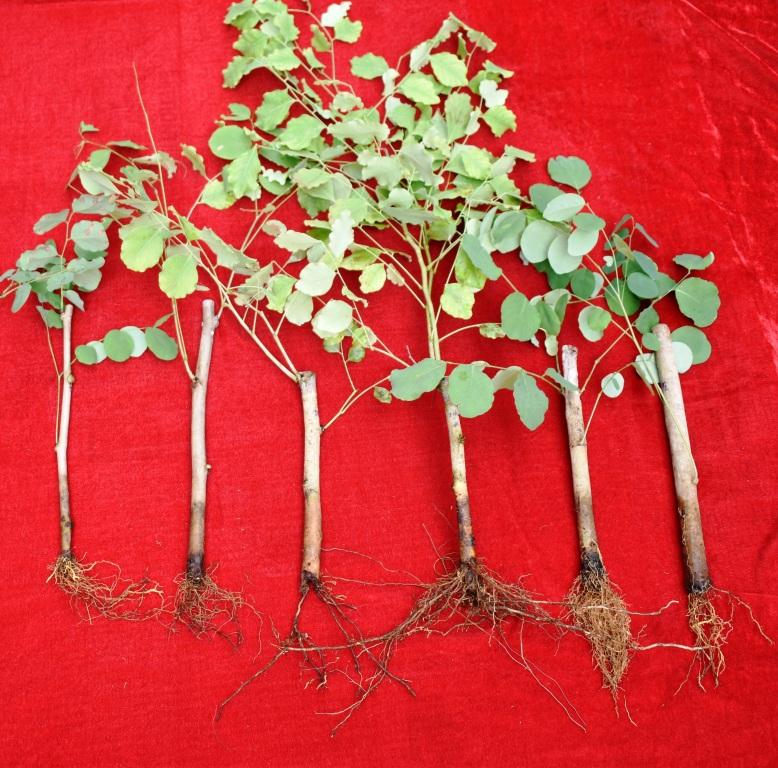 Adventitious rhizogenesis in Dalbergia latifolia