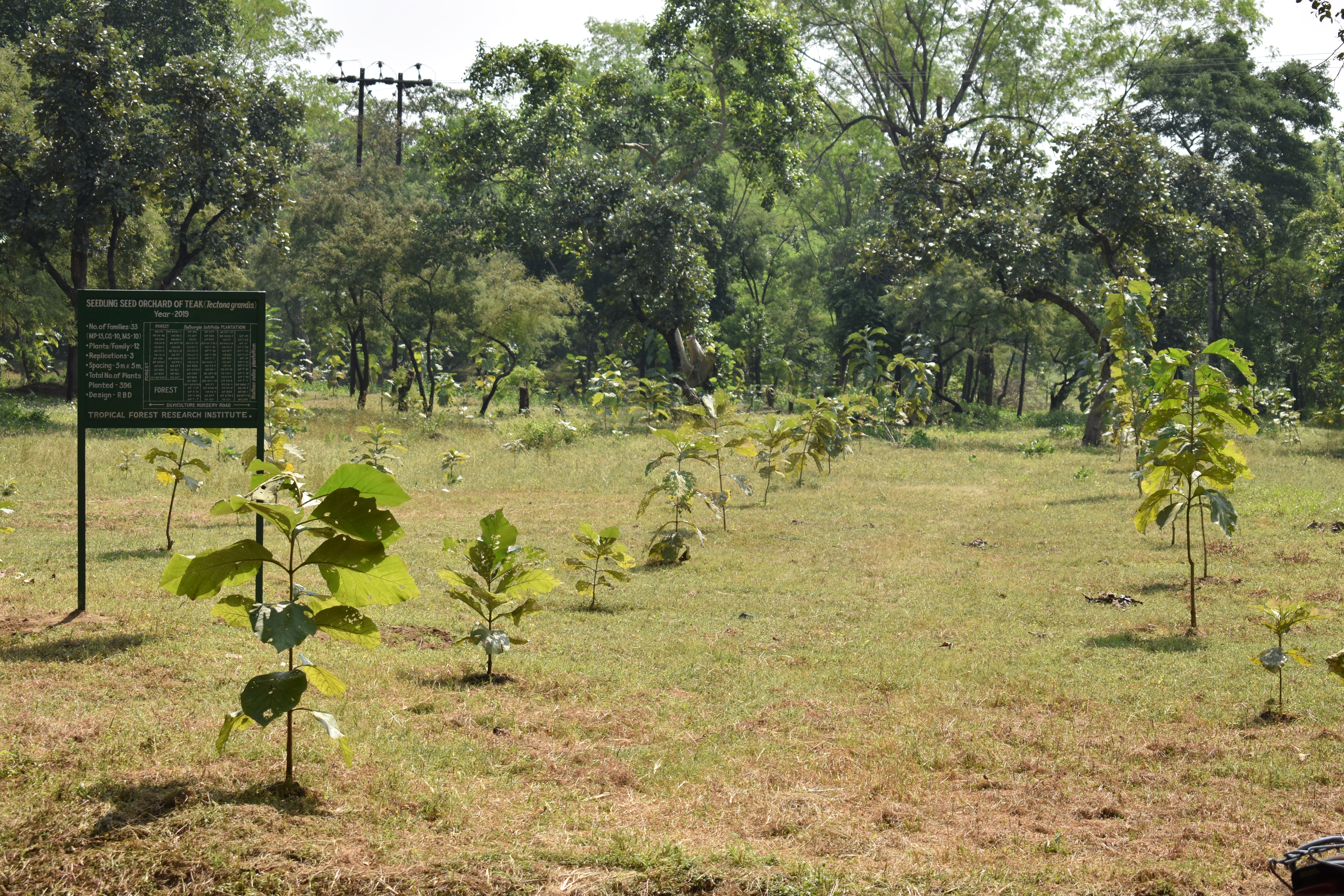 Seedling Seed Orchard (SSO) of Tectona grandis