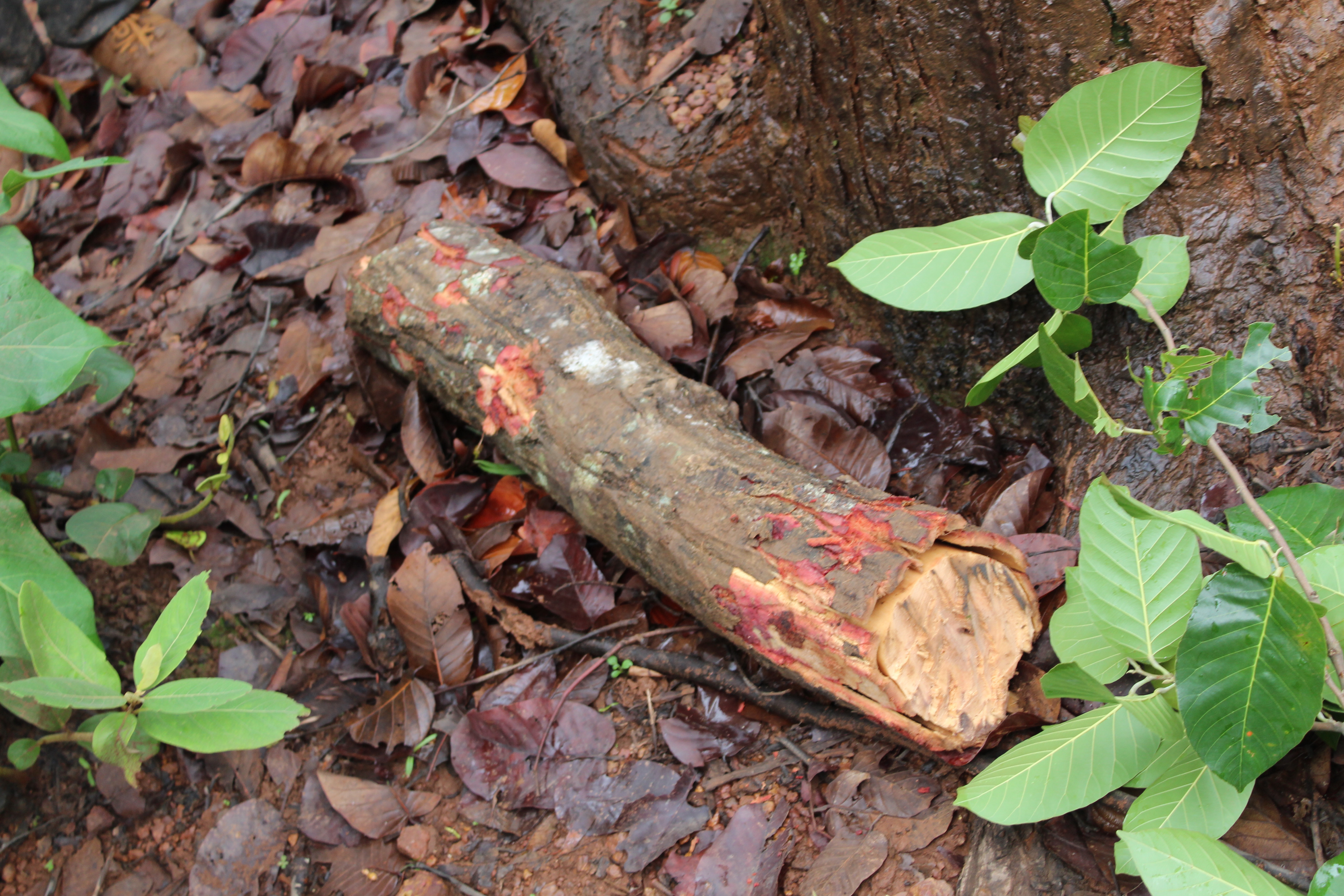 Sal log