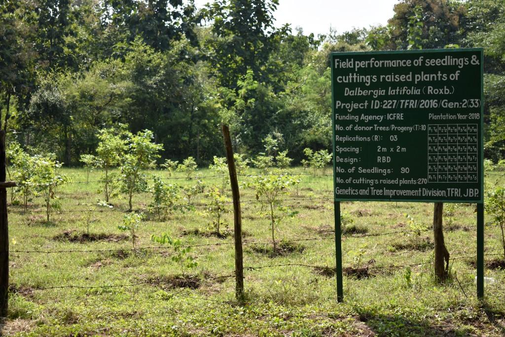Field performance of seedlings & cuttings raised plants of Dalbergia latifolia (Roxb.)