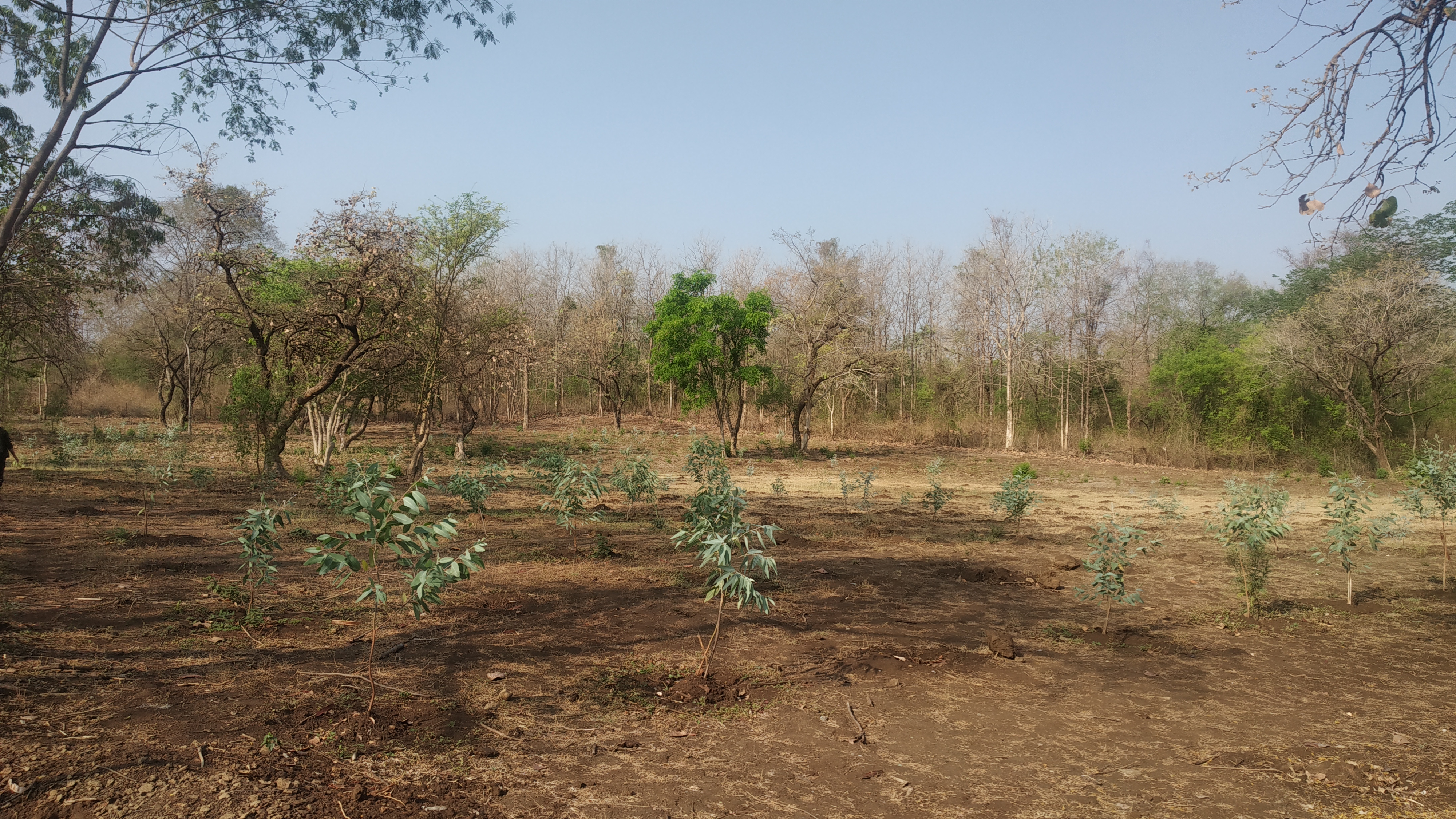 Eucalyptus Clonal trial