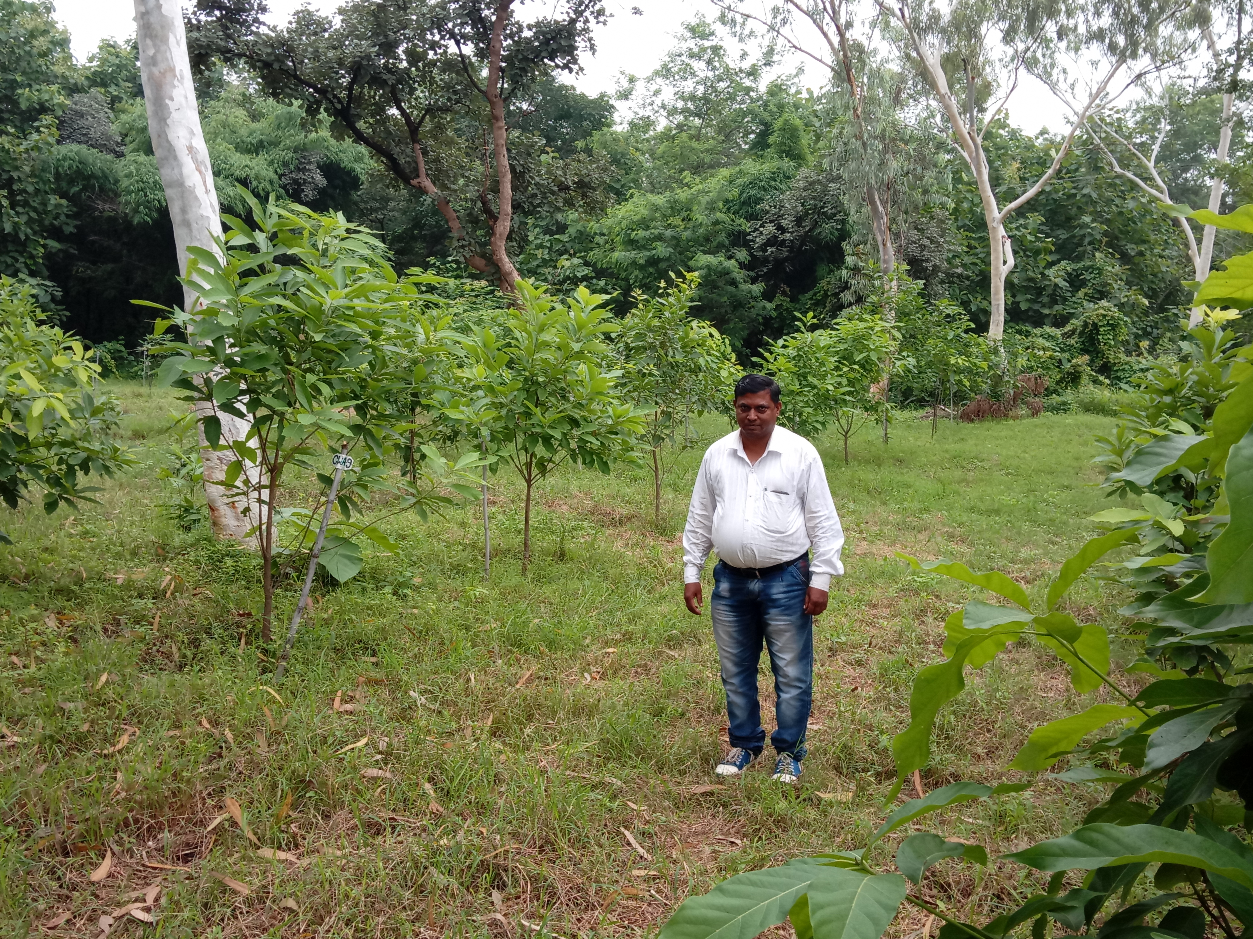 Germplasm bank of Litsea glutinosa Lour. (Meda Chaal)
