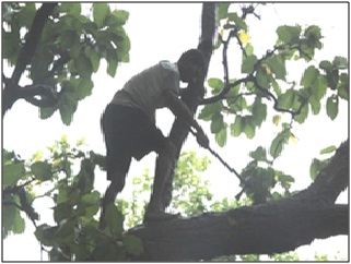 Sal log cutting