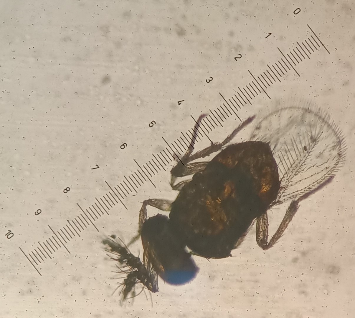 Trichogramma meas
