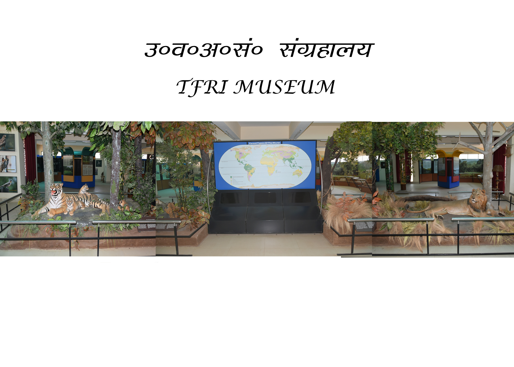 TFRI MUSEUM