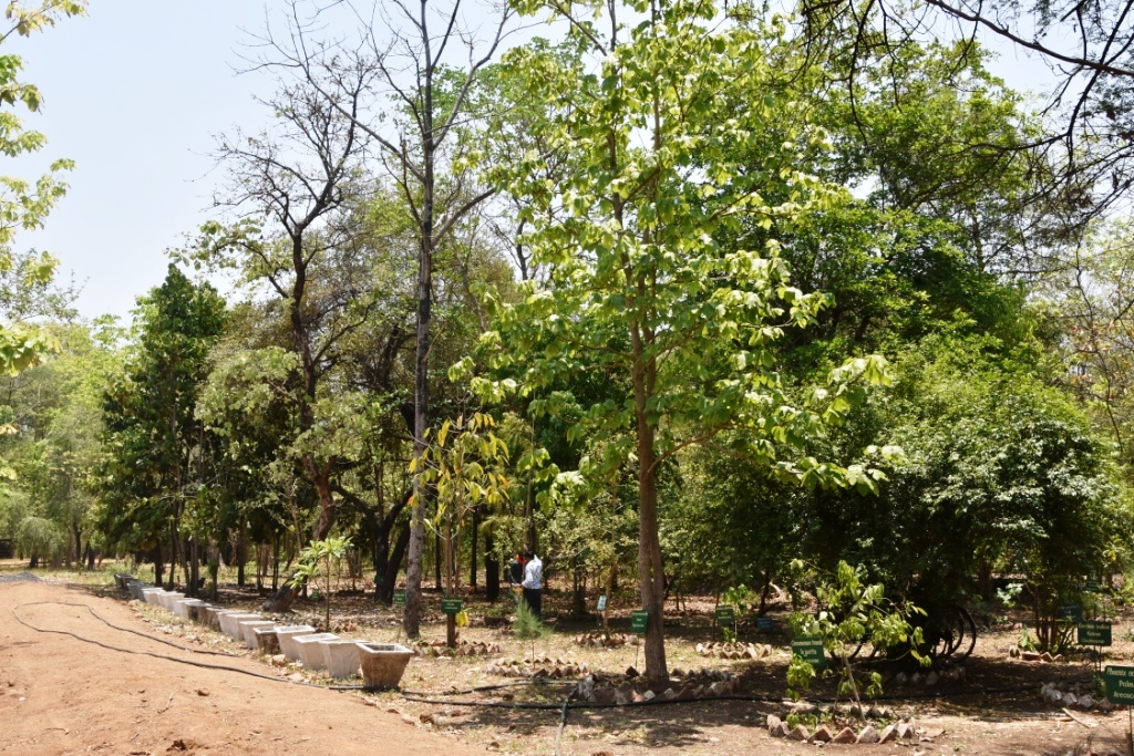 Botanical Garden.