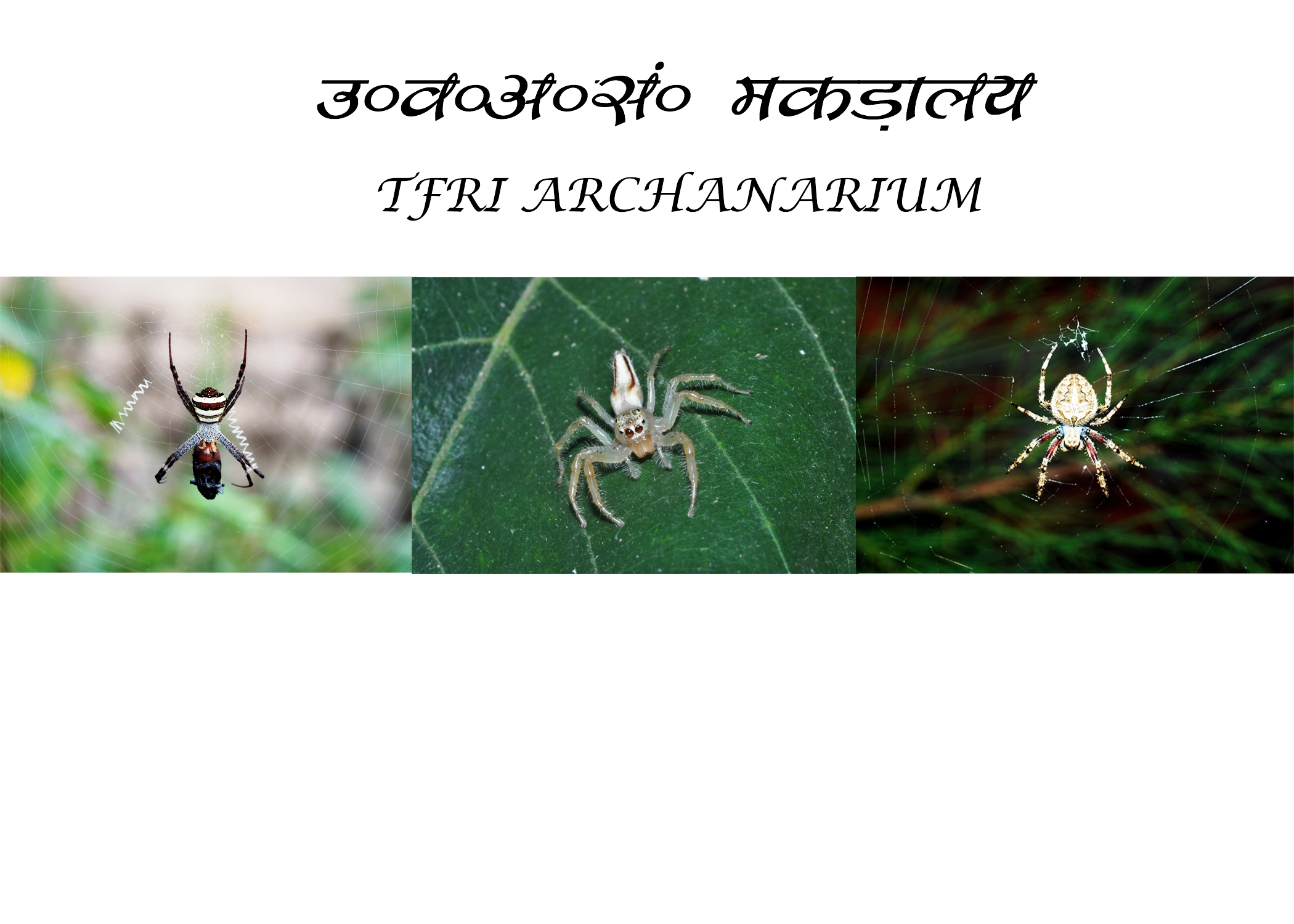 TFRI ARCHANARIUM
