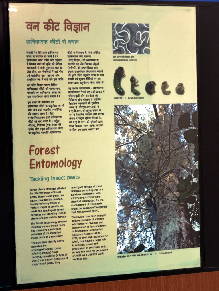 Forest Entomology