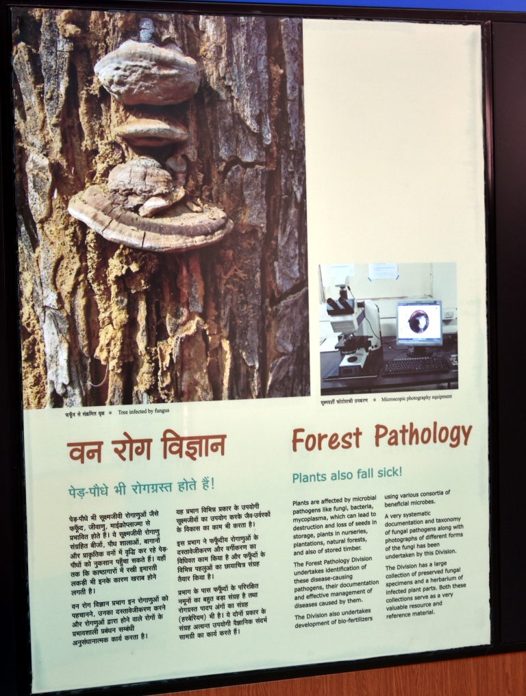 Forest Pathology